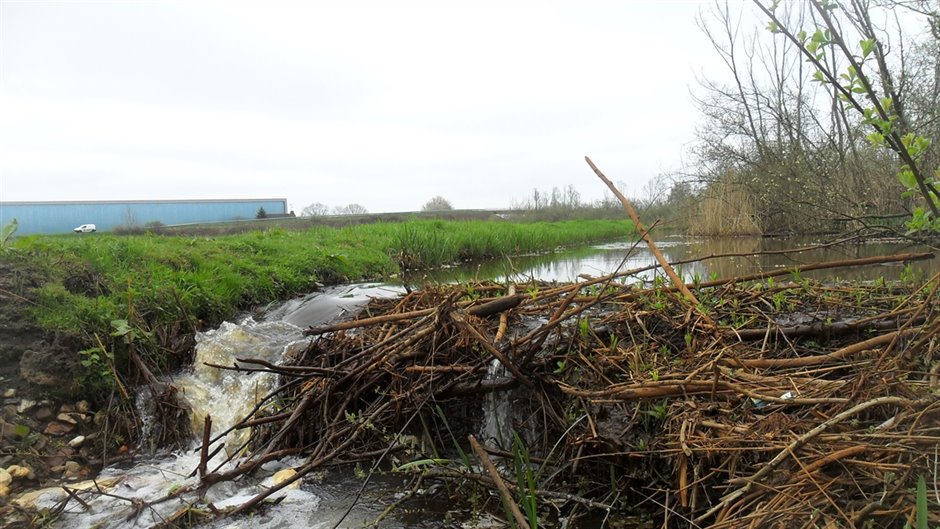 Waterschade-aan-landbouwgewassen_stuwing_door_beverdam